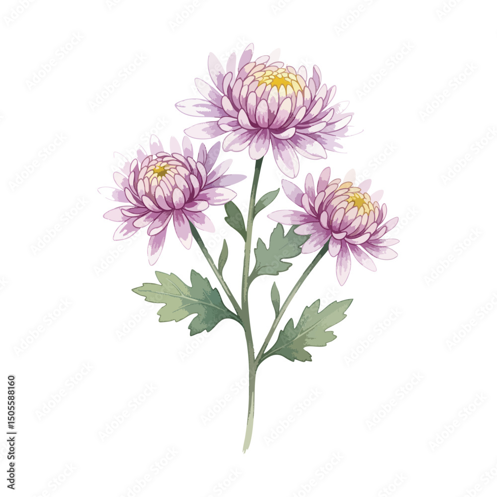 Obraz premium Chrysanthemums Plant Isolated on Transparent Background – Watercolour Illustration