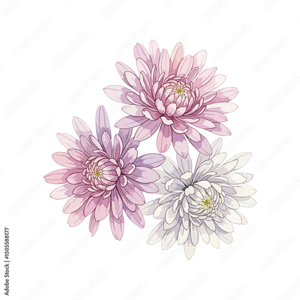 Obraz premium Chrysanthemums Flowers Isolated on Transparent Background – Watercolour Illustration
