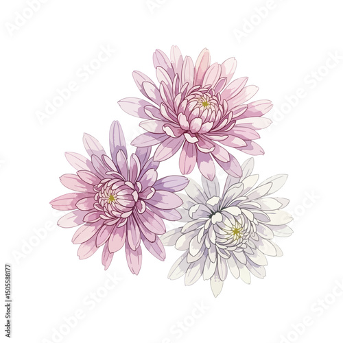 Chrysanthemums Flowers Isolated on Transparent Background – Watercolour Illustration