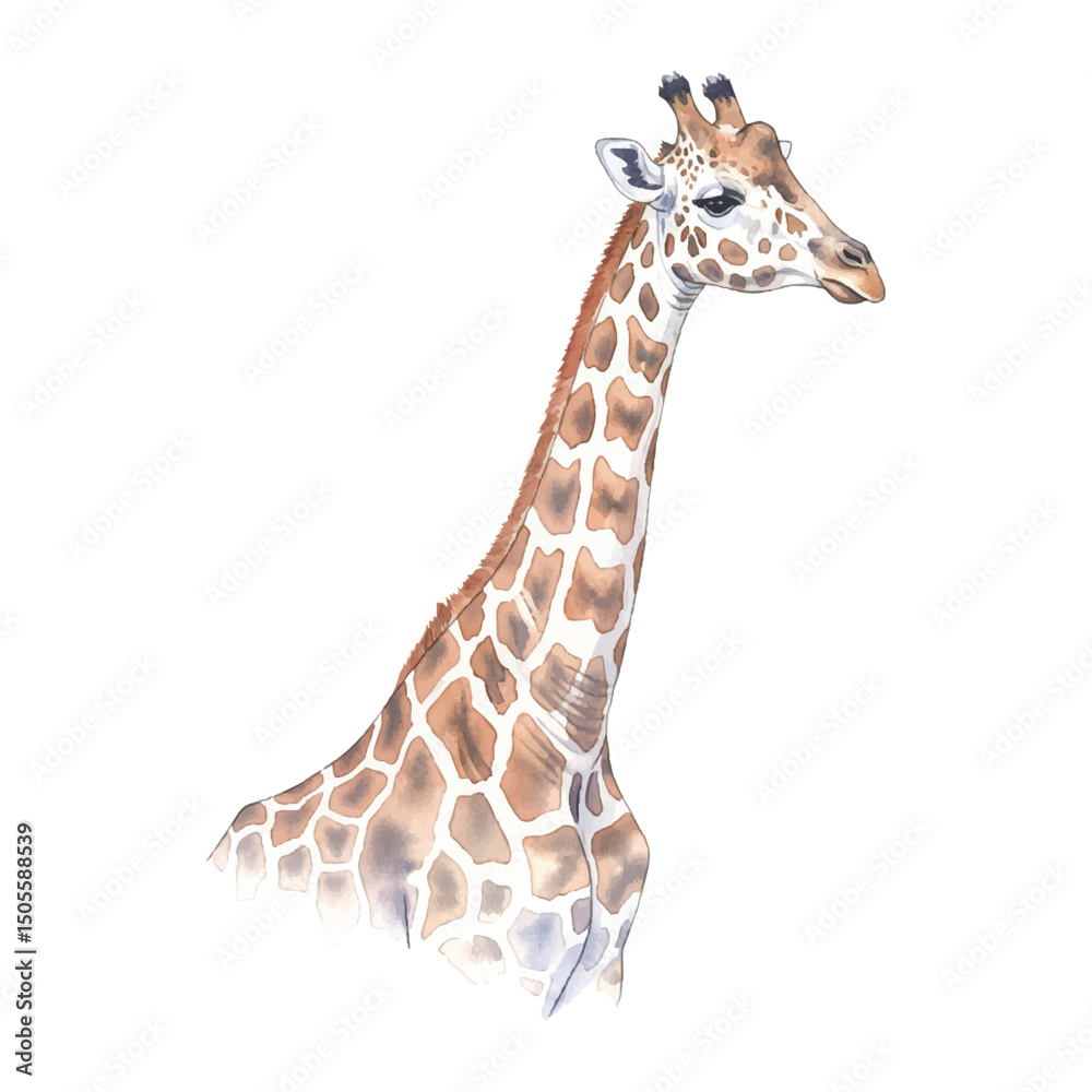 Obraz premium Giraffe Isolated on Transparent Background – Watercolour Illustration