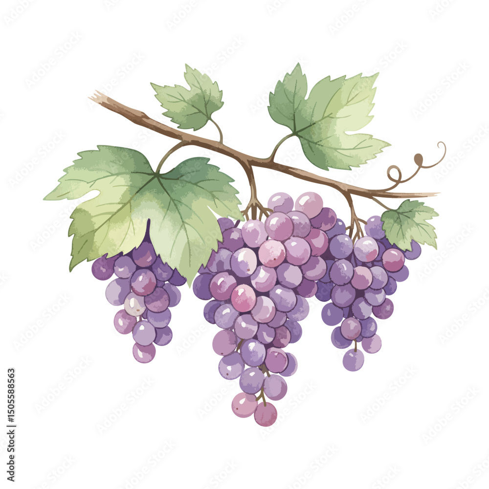 Fototapeta premium Grapes plant Isolated on Transparent Background – Watercolour Illustration