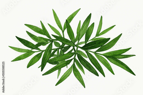 Verdant Tarragon Flow herb tarragon isolated watercolor vector illustration svg