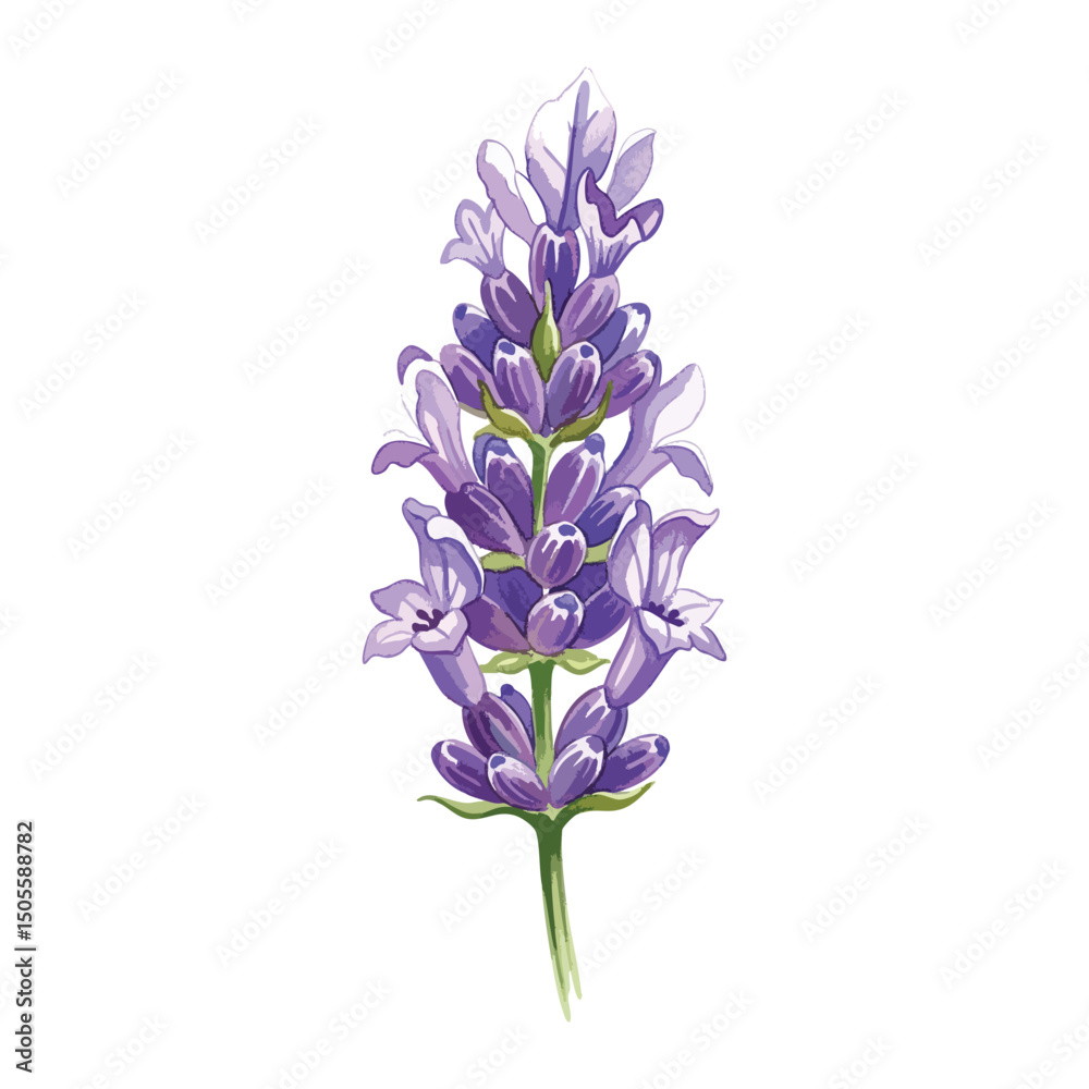 Obraz premium Lavender flower Isolated on Transparent Background – Watercolour Illustration