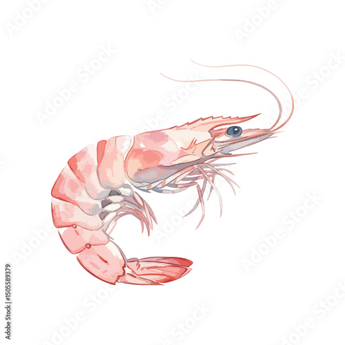 Prawn – shrimp Isolated on Transparent Background – Watercolour Illustration