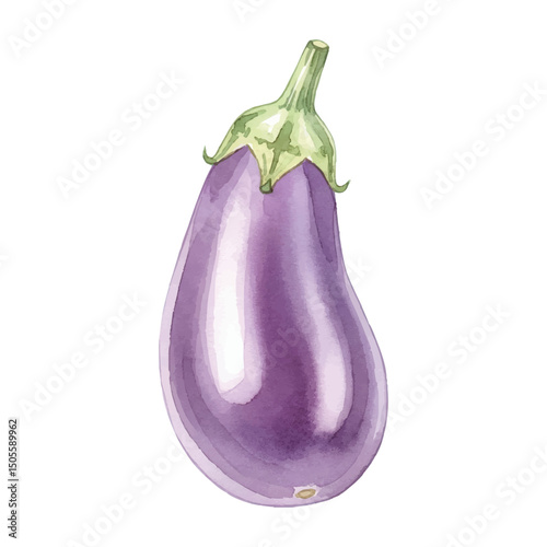 Fresh brinjal-eggplant Isolated on Transparent Background – Watercolour Illustration