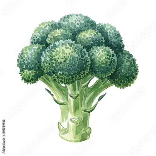 Fresh broccoli Isolated on Transparent Background – Watercolour Illustration