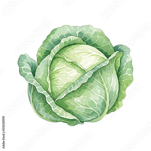 Fresh cabbage Isolated on Transparent Background – Watercolour Illustration