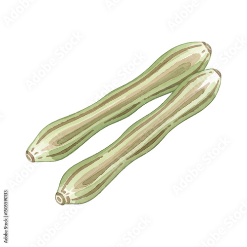 Fresh drumsticks Isolated on Transparent Background – Watercolour Illustration