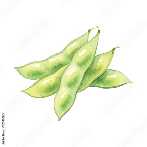 Fresh edamame Isolated on Transparent Background – Watercolour Illustration