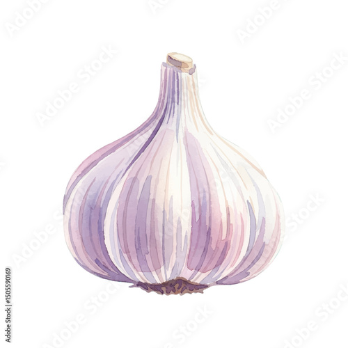 Fresh garlic Isolated on Transparent Background – Watercolour Illustration