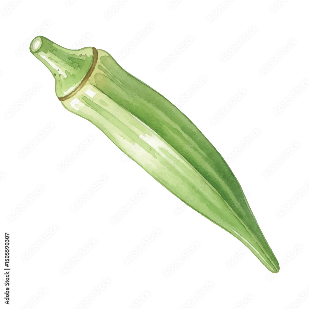 Fresh okra Isolated on Transparent Background – Watercolour Illustration Fresh okra Isolated on Transparent Background – Watercolour Illustration