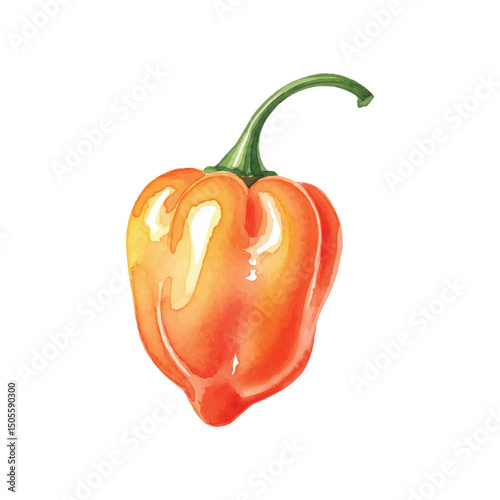 Fresh Habenoro Isolated on Transparent Background – Watercolour Illustration