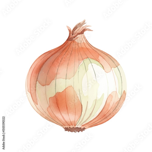 Fresh onion Isolated on Transparent Background – Watercolour Illustration