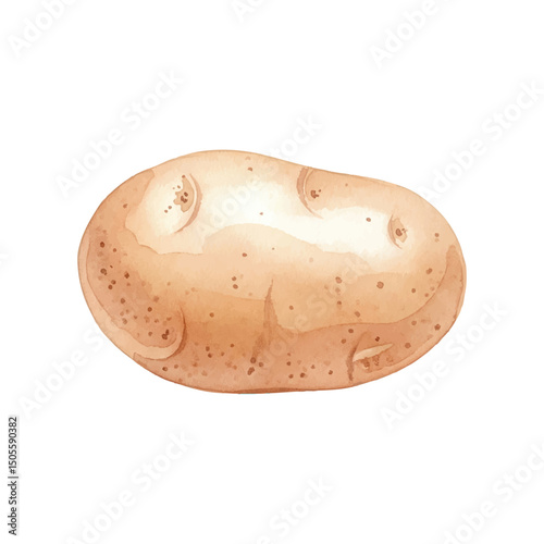 Fresh potato Isolated on Transparent Background – Watercolour Illustration