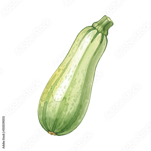 Fresh Zucchini Isolated on Transparent Background – Watercolour Illustration