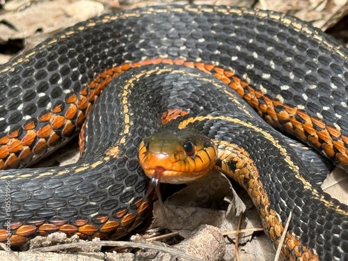 eastern garter snake (Thamnophis sirtalis sirtalis) photo
