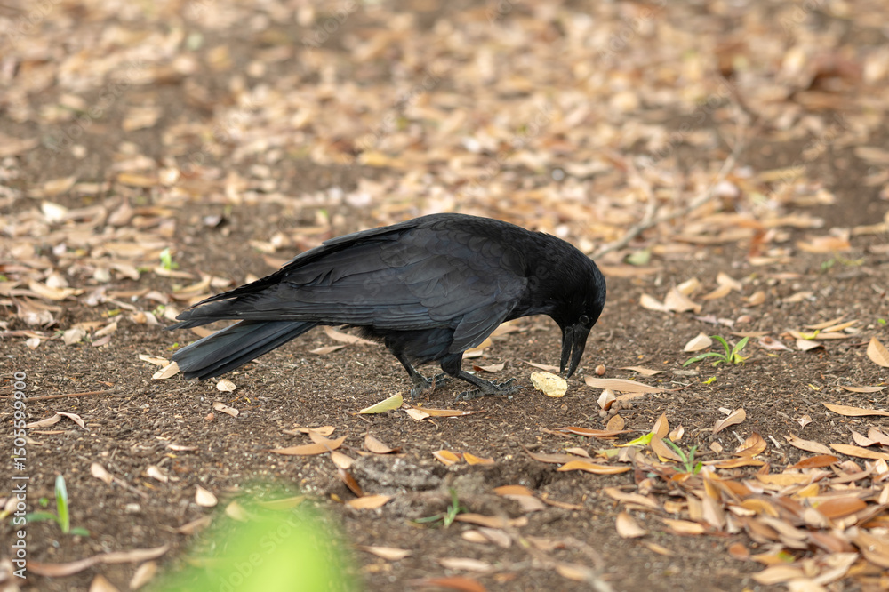 Obraz premium 地面に降りてエサを食べるカラス