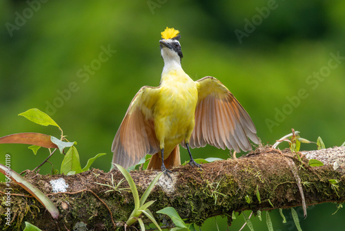 Great Kiskadee displaying for mate in Costa Rica 