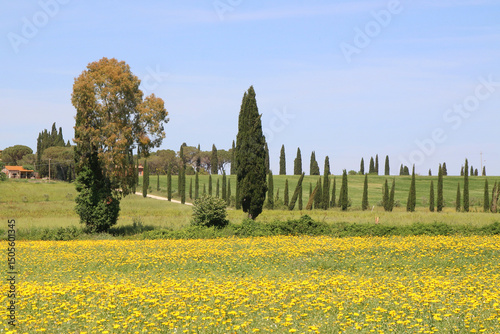 Toskana-Landschaft in Blumenwiese mit Zypressen im Frühling, Italien, Europa 