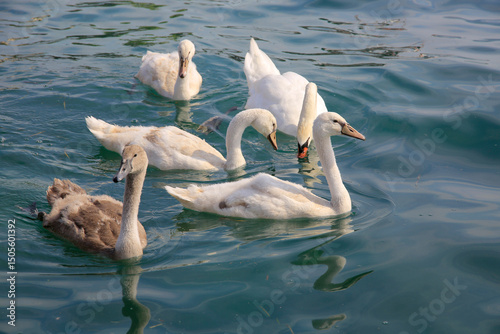 Schwäne (Cygnus) Schwanenfamilie am See