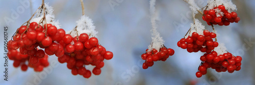 Gewöhnlicher Schneeball (Vibumum opulus) rote Früchte im Winter, Panorama 
