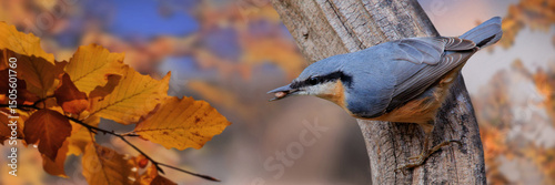 Kleiber (Sitta europaea) auch Spechtmeise sitzt auf Ast im Herbst, Panorama 