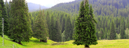 Bergwald in den Alpen im Frühling, Panorama 