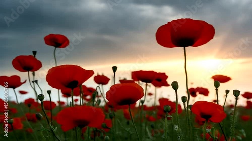 Field of vibrant red poppies sway gently against a dramatic sky, kissed by the golden hues of a setting sun