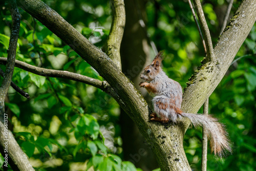 A squirrel in the process of seasonal molting, with a noticeably changing coloration, gnaws on a nut on a tree trunk.