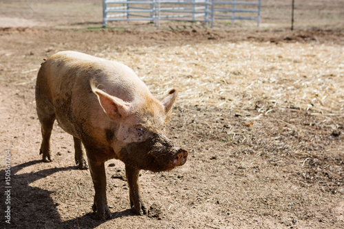 Pig half covered in mud on a farm photo