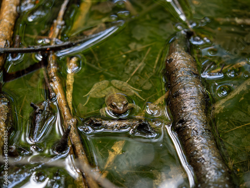 Common Frog (Rana temporaria) Partially Submerged in a Mysterious Moor Pond photo
