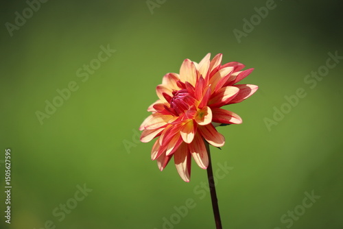 Close-up of a blooming dahlia flower with vibrant petals in shades of red and yellow.