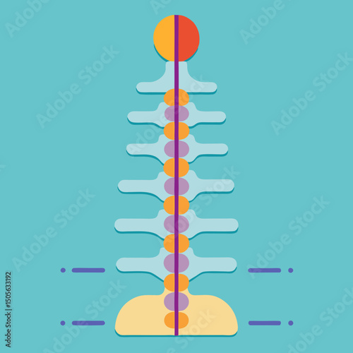 Simplified human spine with spinal cord representation and transverse processes anatomy