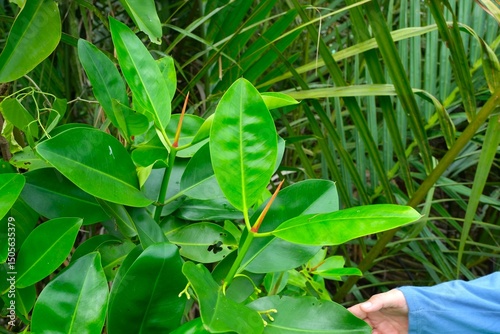 Daruju plant , jaruju, mountain thistle, bear's breech or acanthus momtanus growth in the swamp. photo