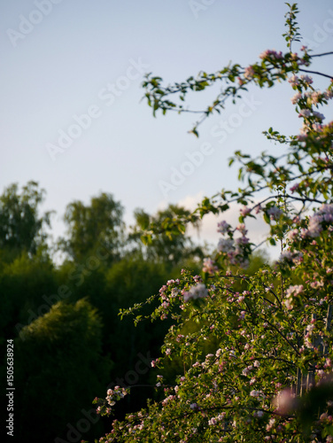 Beautiful white and pink blooms in springtime. Fruit tree flowers. Florals with blue sky in the background. Tree branches filled with small pretty flowers. 