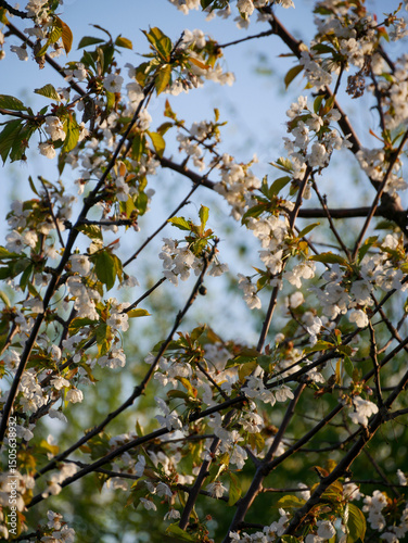 Beautiful white blooms on fruit trees in a fruit orchard.