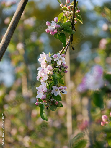 Beautiful white and pink blooms in springtime. Fruit tree flowers. Florals with blue sky in the background. Tree branches filled with small pretty flowers. 