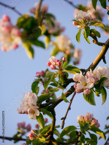 Beautiful white and pink blooms in springtime. Fruit tree flowers. Florals with blue sky in the background. Tree branches filled with small pretty flowers. 