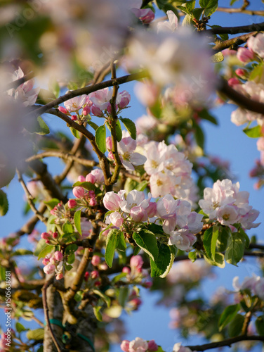 Beautiful white and pink blooms in springtime. Fruit tree flowers. Florals with blue sky in the background. Tree branches filled with small pretty flowers. 
