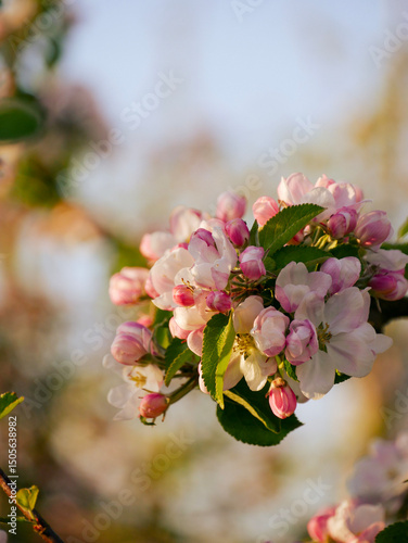 Beautiful white and pink blooms in springtime. Fruit tree flowers. Florals with blue sky in the background. Tree branches filled with small pretty flowers. 