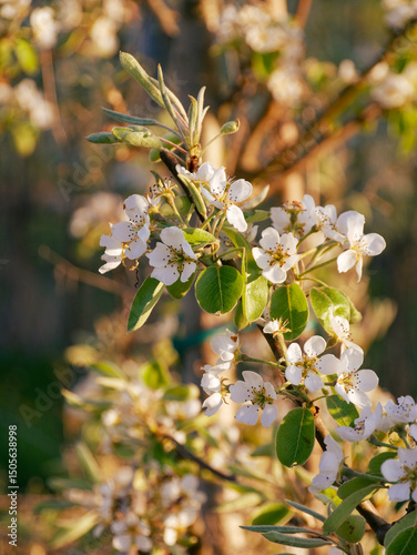 Beautiful white blooms on fruit trees in a fruit orchard.