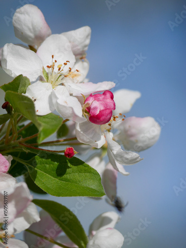 Beautiful white and pink blooms in springtime. Fruit tree flowers. Florals with blue sky in the background. Tree branches filled with small pretty flowers. 