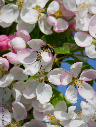 Pollinators sitting on beautiful fruit tree blooms