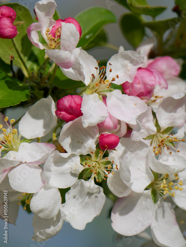 Beautiful white and pink blooms in springtime. Fruit tree flowers. Florals with blue sky in the background. Tree branches filled with small pretty flowers. 