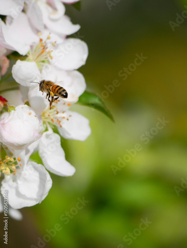 Pollinators sitting on beautiful fruit tree blooms