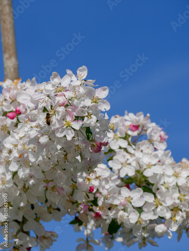 Beautiful white and pink blooms in springtime. Fruit tree flowers. Florals with blue sky in the background. Tree branches filled with small pretty flowers. 