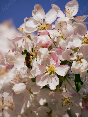 Pollinators sitting on beautiful fruit tree blooms