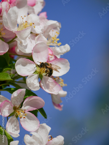 Pollinators sitting on beautiful fruit tree blooms