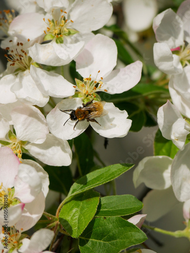 Pollinators sitting on beautiful fruit tree blooms
