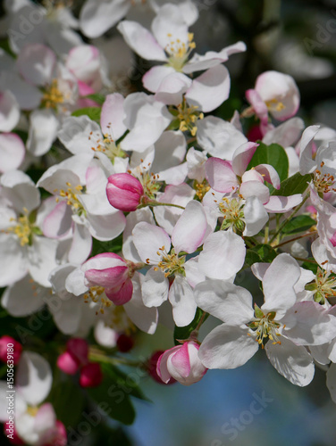 Beautiful white and pink blooms in springtime. Fruit tree flowers. Florals with blue sky in the background. Tree branches filled with small pretty flowers. 